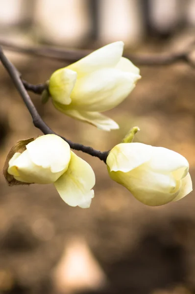 Magnolia tree blooming — Stock Photo, Image