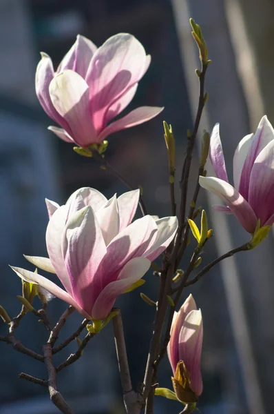 Magnolia árbol floreciendo —  Fotos de Stock