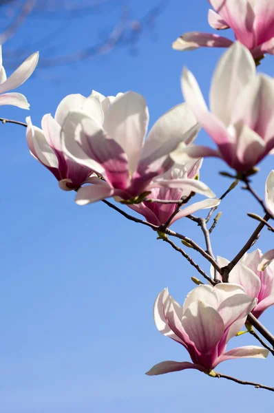 Magnoliaträd blommar — Stockfoto