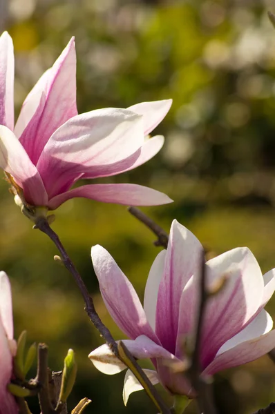 Magnoliaträd blommar — Stockfoto