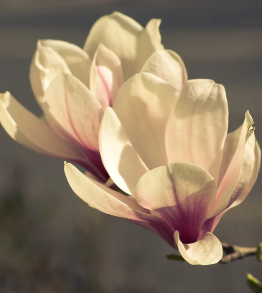 Magnoliaträd blommar — Stockfoto