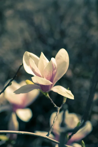 Magnolienbaum blüht — Stockfoto