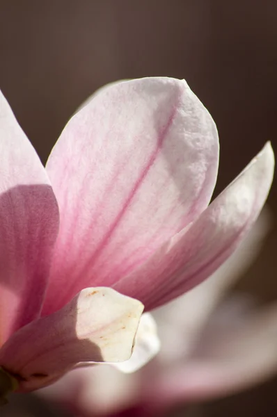 Magnoliaboom in bloei — Stockfoto