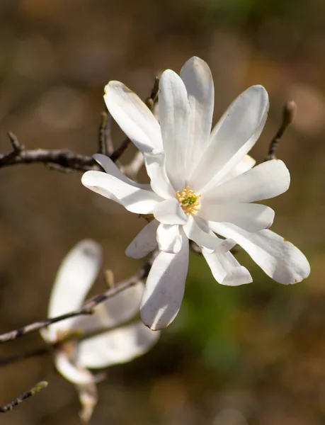 Магнолія дерево, квітуче — стокове фото