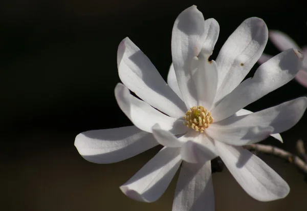 Magnolia árvore florescendo — Fotografia de Stock