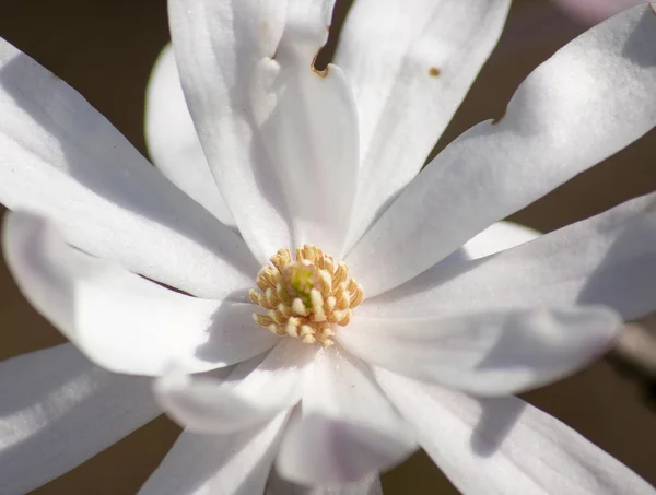 Magnolia árvore florescendo — Fotografia de Stock