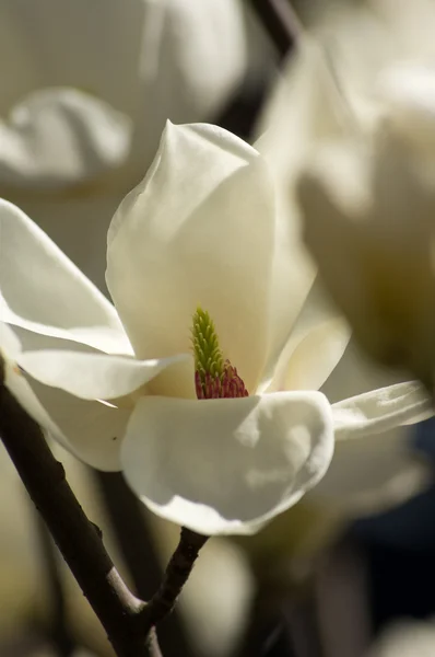 Magnolie strom kvetoucí — Stock fotografie