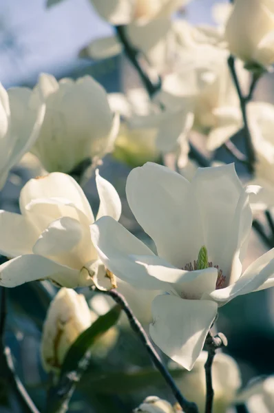 Magnolienbaum blüht — Stockfoto