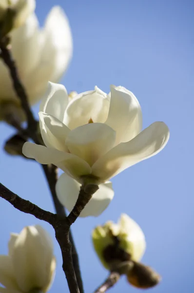 Magnolie strom kvetoucí — Stock fotografie