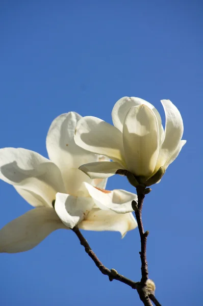 Magnolie strom kvetoucí — Stock fotografie