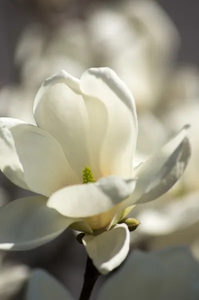 Magnolia árbol floreciendo — Foto de Stock