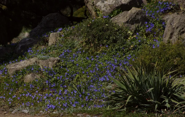 Vinca blumen — Stockfoto