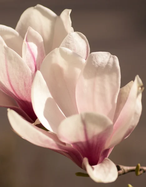 Magnoliaträd blommar — Stockfoto