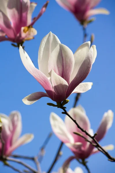 Magnolia árbol floreciendo —  Fotos de Stock