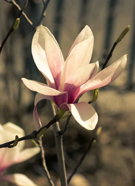 Magnolie strom kvetoucí — Stock fotografie