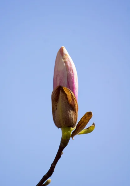 Magnolienbaum blüht — Stockfoto