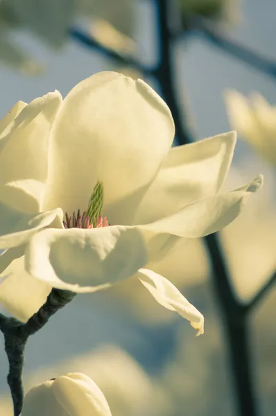 Magnolie strom kvetoucí — Stock fotografie