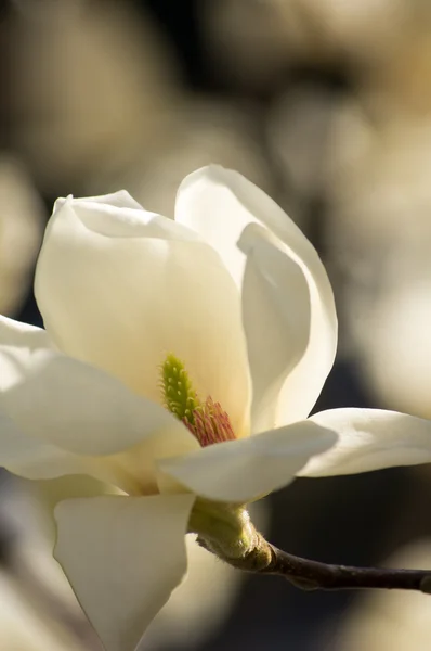 Magnolienbaum blüht — Stockfoto