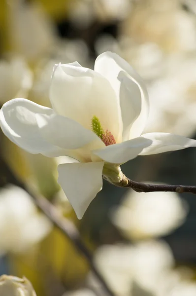 Magnoliaboom in bloei — Stockfoto