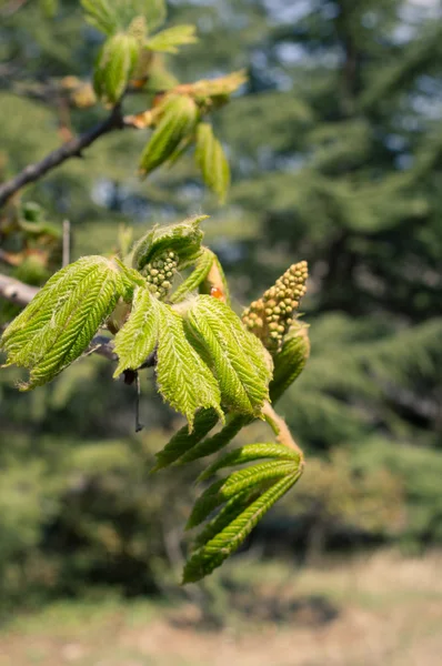 最初の栗の木の葉 — ストック写真