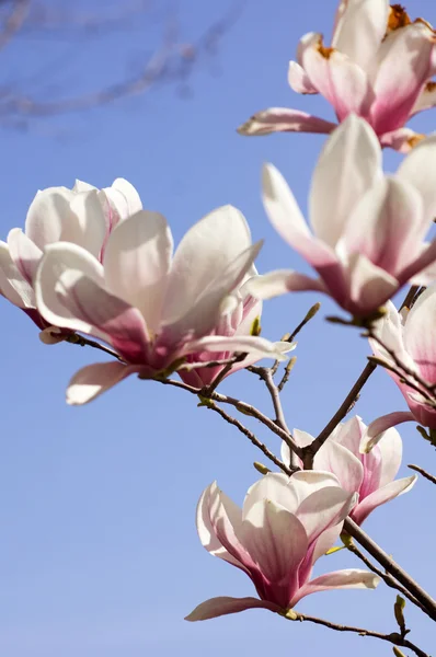 Magnolienbaum blüht — Stockfoto