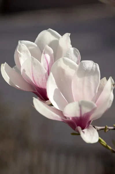 Magnoliaträd blommar — Stockfoto