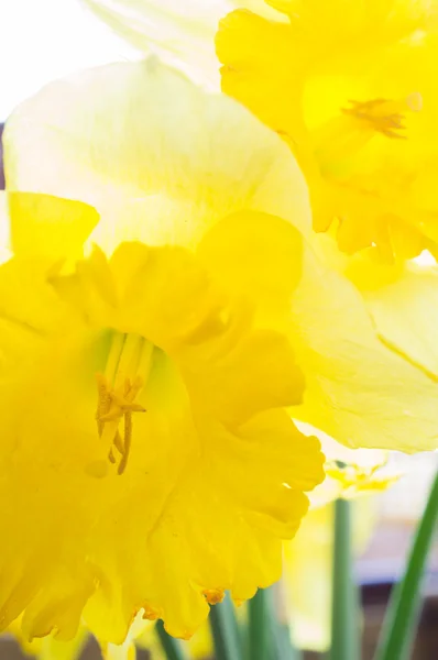 Fiori gialli narcisi — Foto Stock