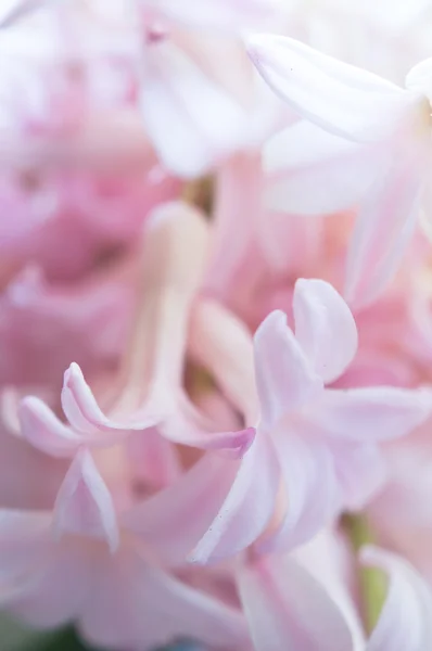 Flores de jacinto — Foto de Stock