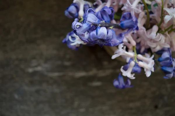 Spring time indoor — Stock Photo, Image