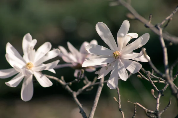 Magnolia tree blooming — Stock Photo, Image