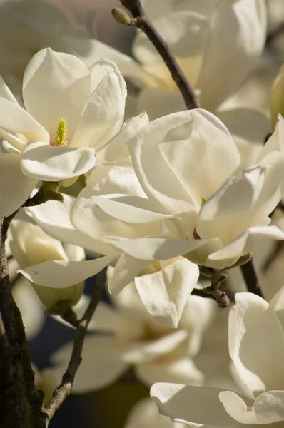 Magnolie strom kvetoucí — Stock fotografie