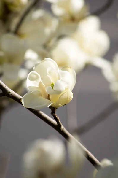 Magnoliaboom in bloei — Stockfoto