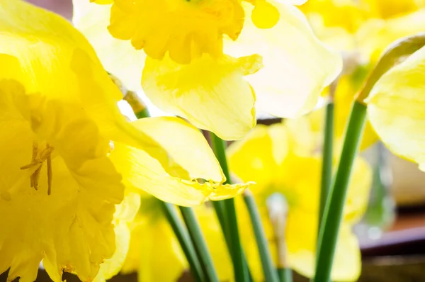 Fiori gialli narcisi — Foto Stock