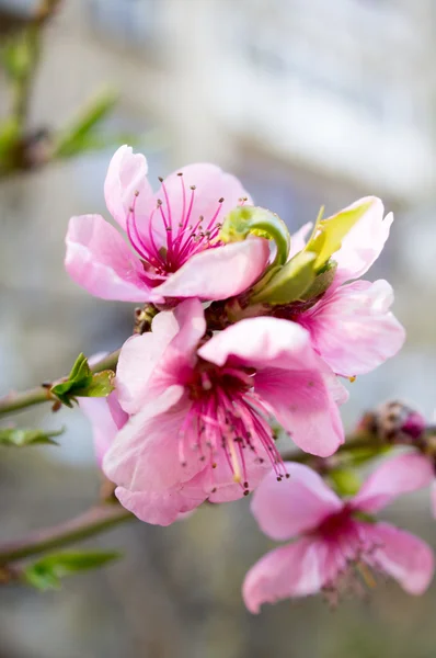 Jarní čas, kvetoucí stromy — Stock fotografie