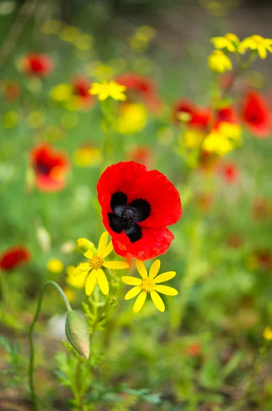 Red poppy flowers in the field — Stock Photo, Image