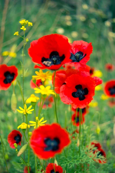 Červený mák květiny na poli — Stock fotografie