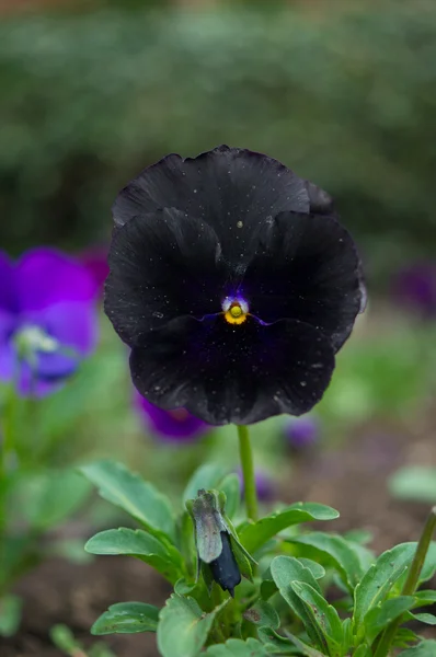 Pansy preto raro — Fotografia de Stock