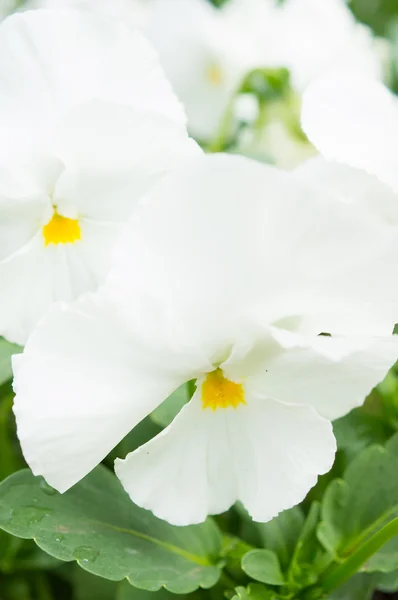 Pansy blanco — Foto de Stock