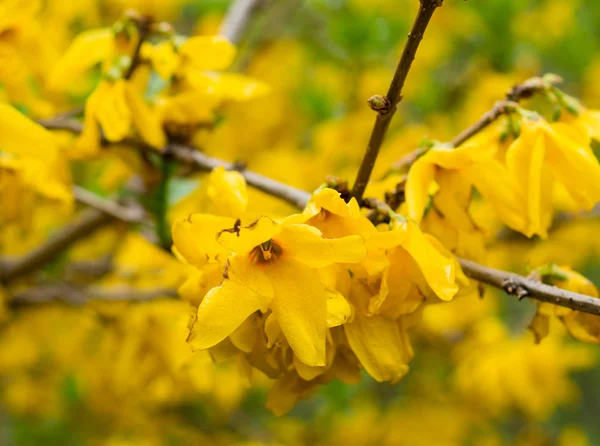 Primele flori galbene din Forsythia — Fotografie, imagine de stoc