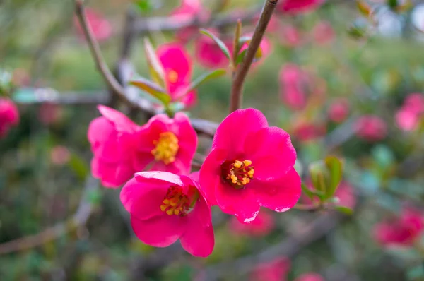 桃の花をつけた枝のクローズ アップ — ストック写真