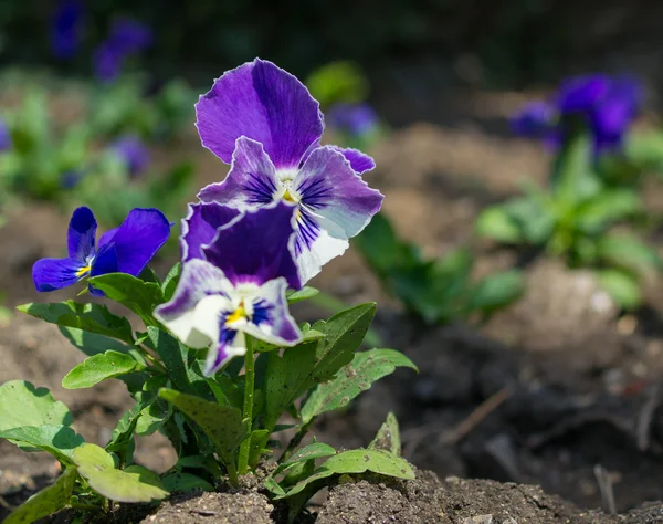 Viola azul tricolor — Fotografia de Stock