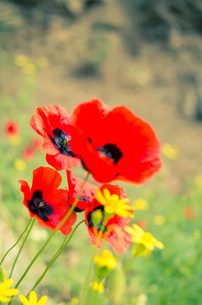 Красный мак цветы в поле — стоковое фото