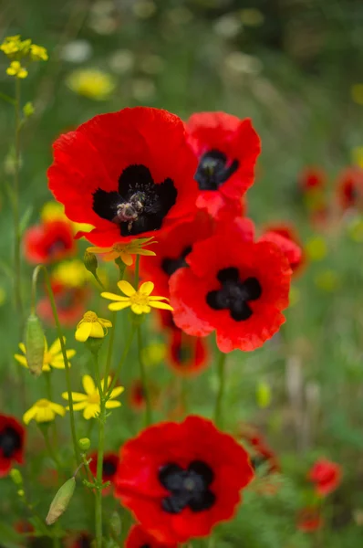 Červený mák květiny na poli — Stock fotografie