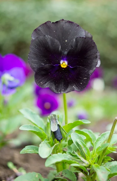 Rare black pansy — Stock Photo, Image