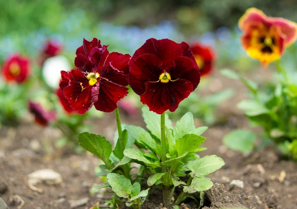 Red pansy — Stock Photo, Image