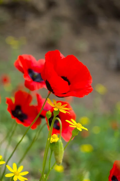 Röda vallmoblommor på fältet — Stockfoto