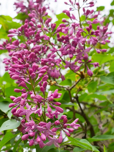 Lila flowerscloseup med lila blommor på bush under våren — Stockfoto