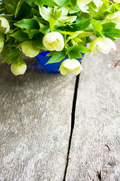 Flores de Heléboro — Fotografia de Stock