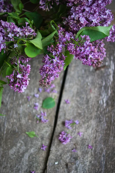 Fiori lilla nel vaso — Foto Stock