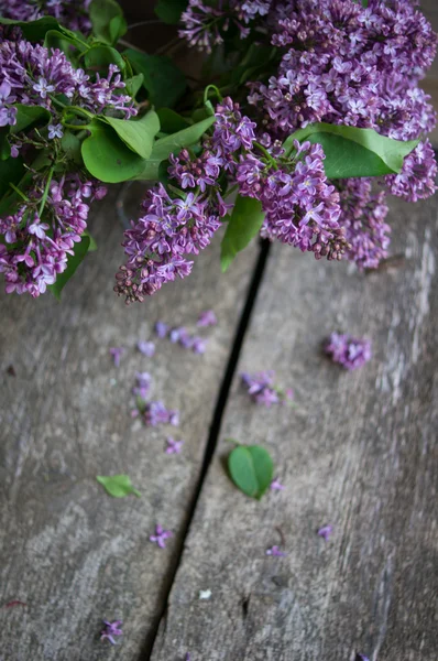 Fiori lilla nel vaso — Foto Stock